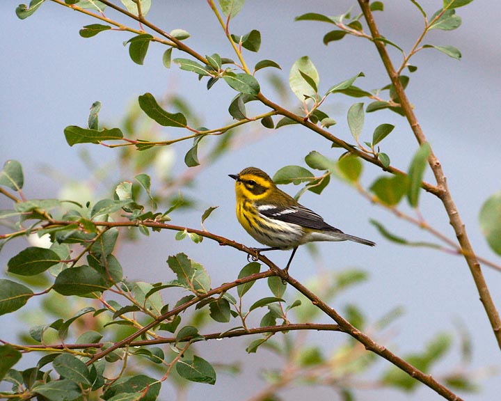 Townsend's Warbler