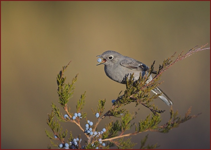 Townsend's Solitaire