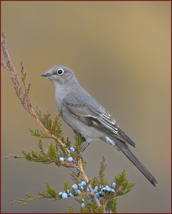 Townsend's Solitaire