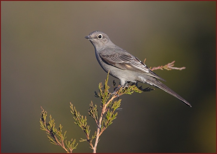 Townsend's Solitaire