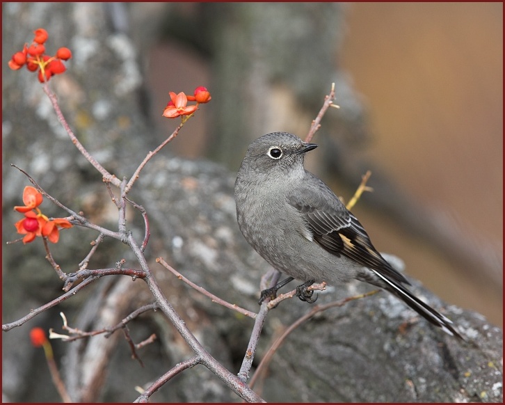 Townsend's Solitaire