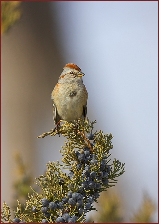 American Tree Sparrow