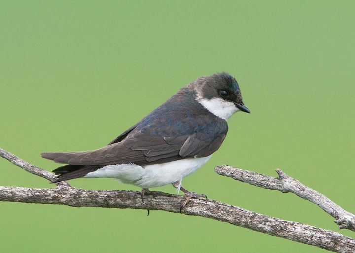 tree swallow