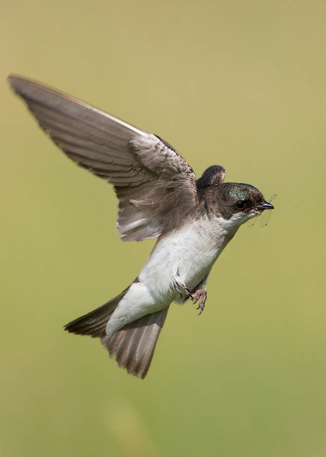 tree swallow