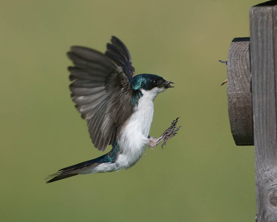 tree swallow