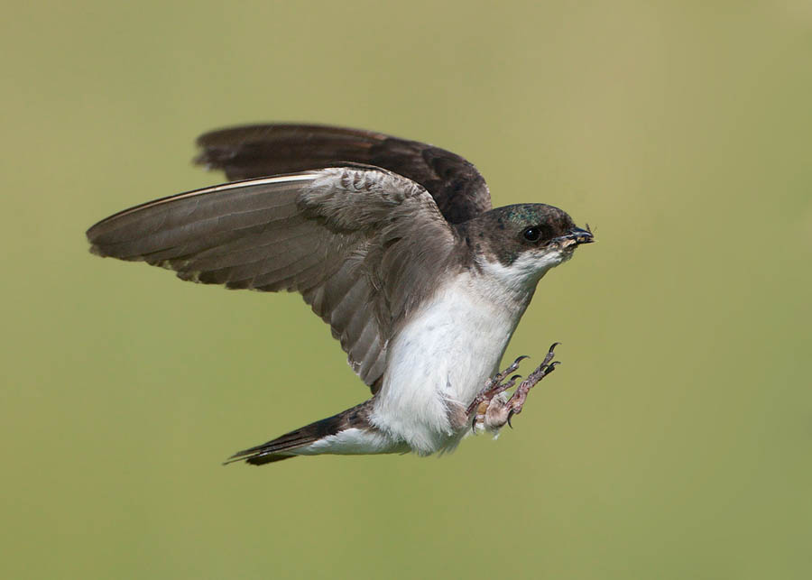 tree swallow