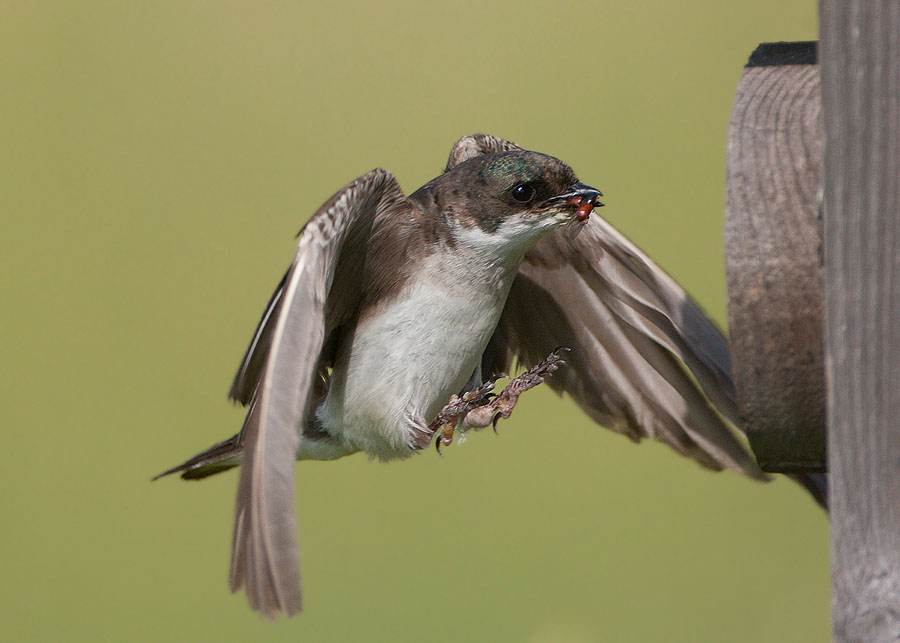 tree swallow