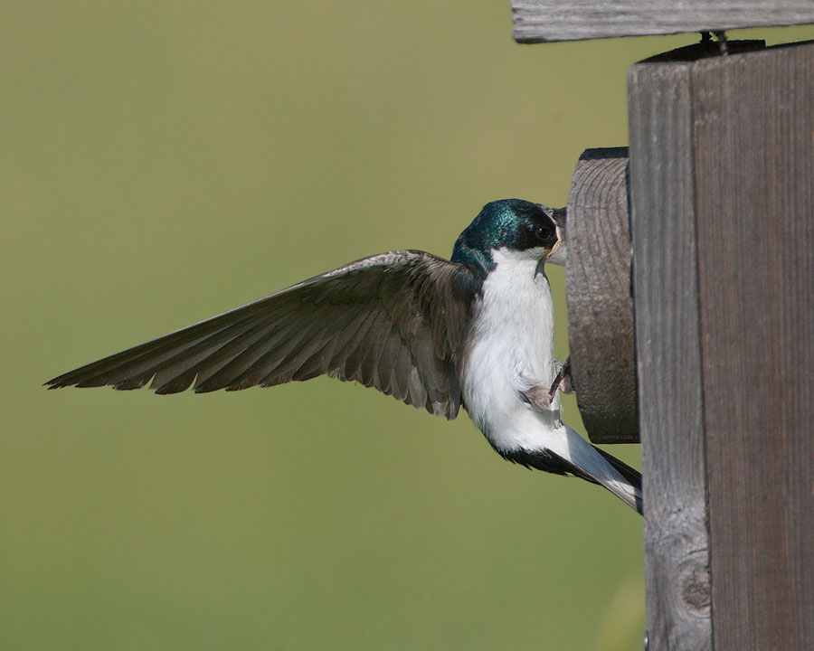 tree swallow