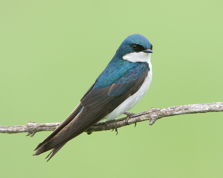 tree swallow