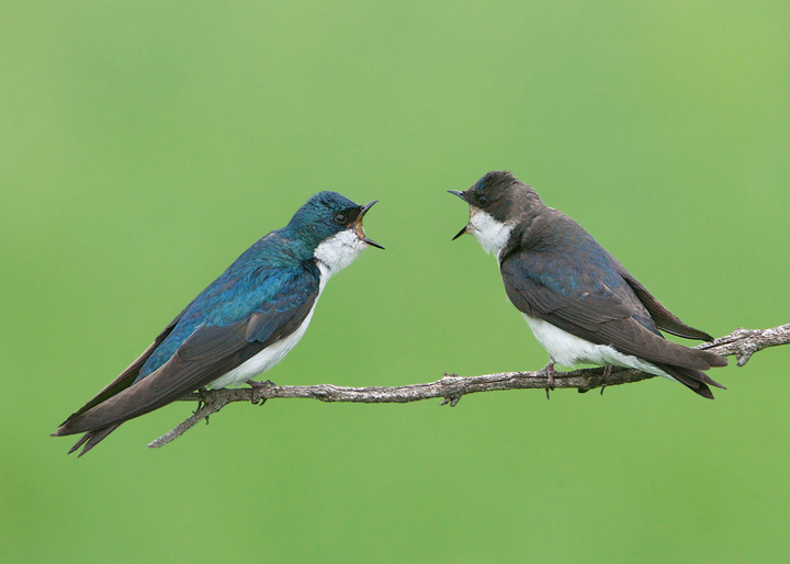 tree swallow