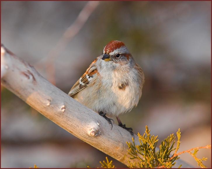 American Tree Sparrow