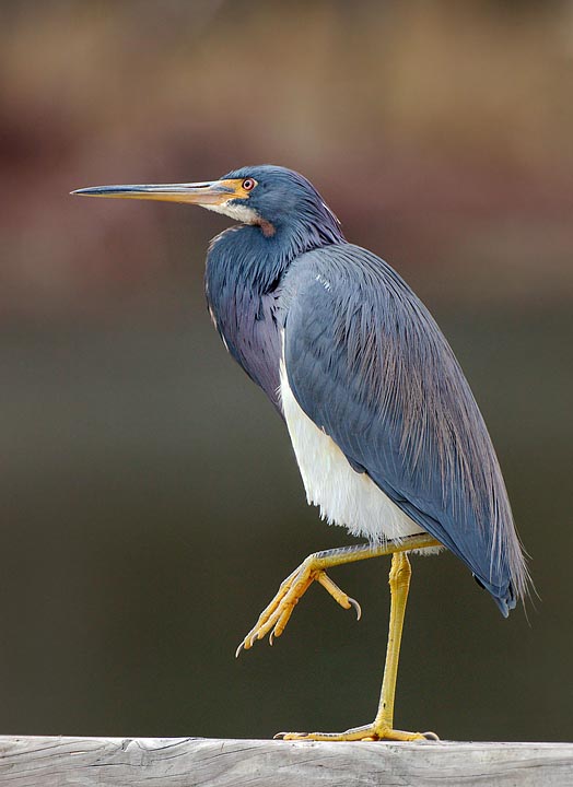 Tri-colored Heron