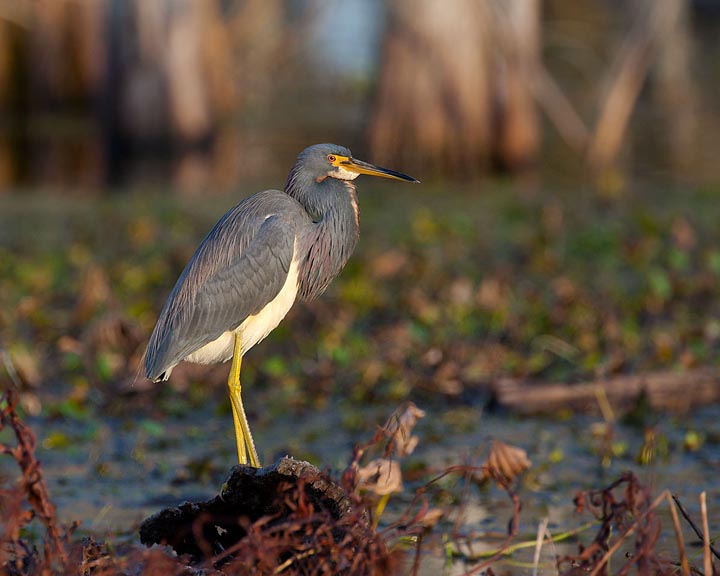 Tri-colored Heron