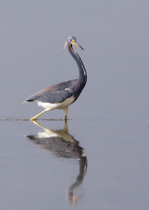 Tri-colored Heron