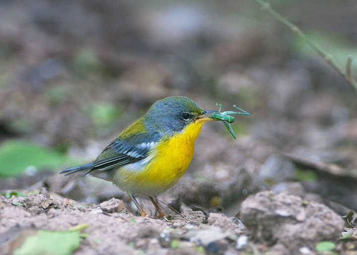 Tropical Parula