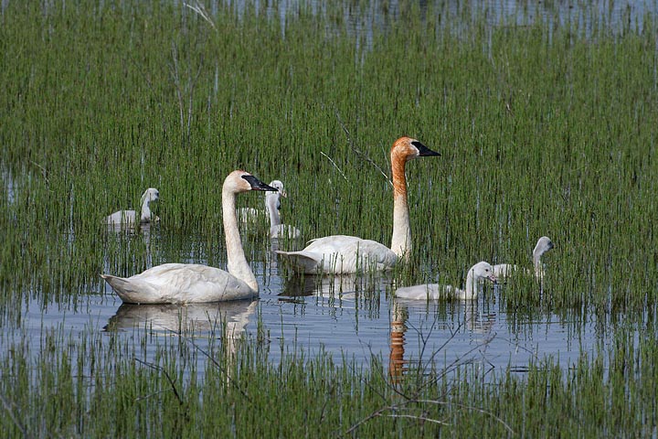 trumpeter swan