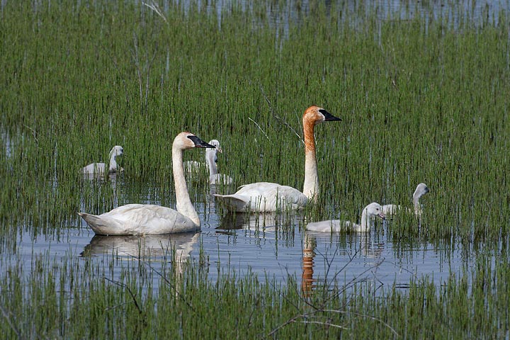 trumpeter swan