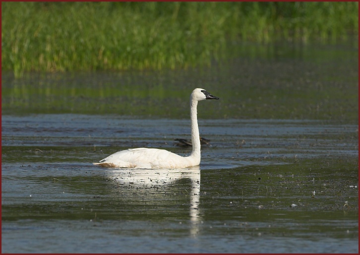 Trumpeter Swan