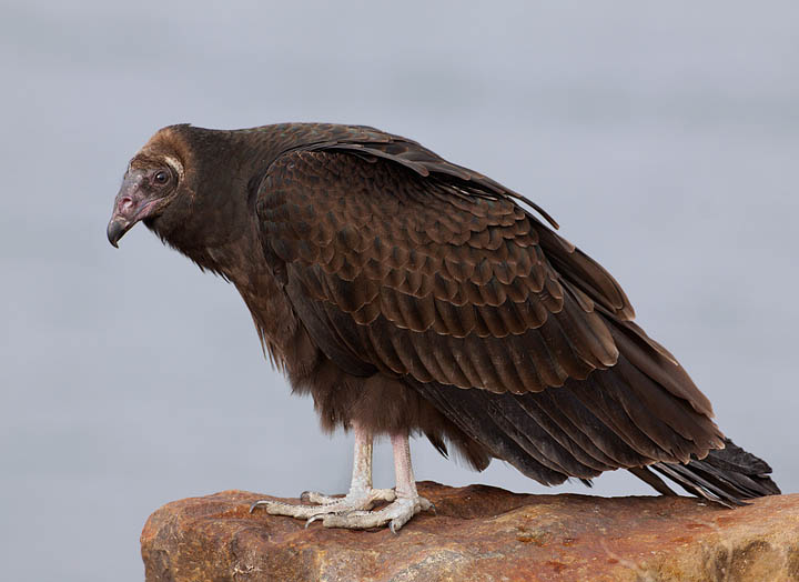 Turkey Vulture