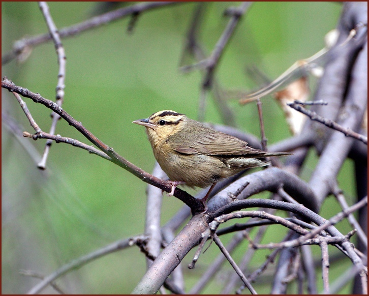 worm-eating warbler