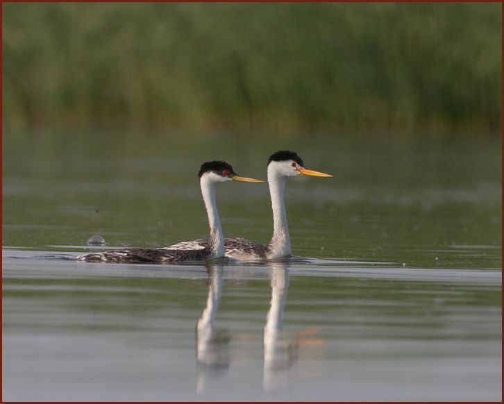 Clark's Grebe, Western Grebe