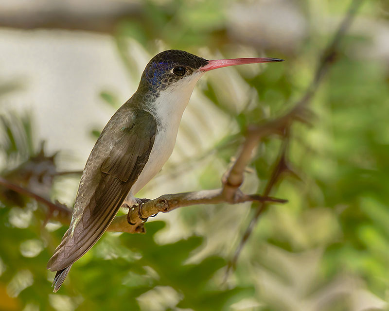 Violet-crowned Hummingbird