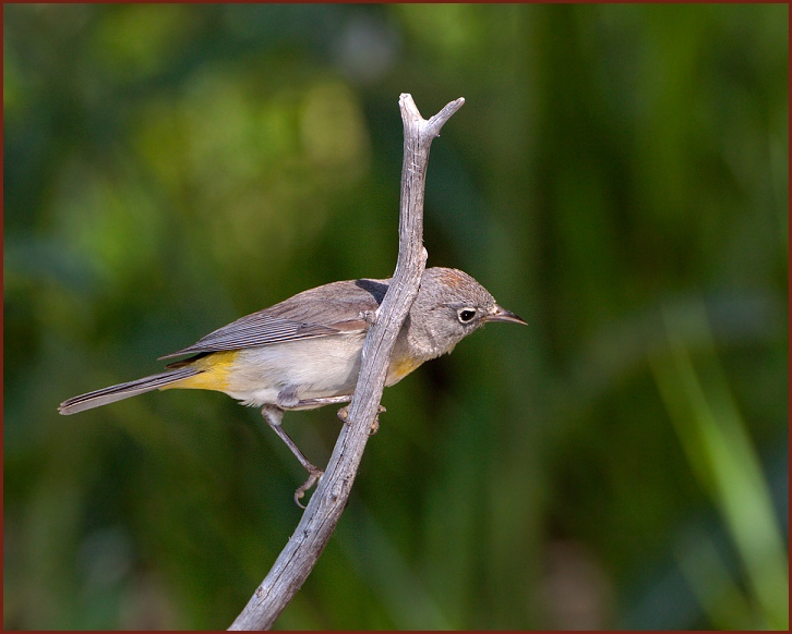 Virginia's Warbler