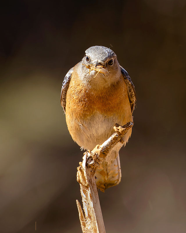 Western Bluebird