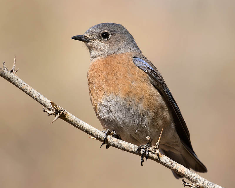 Western Bluebird