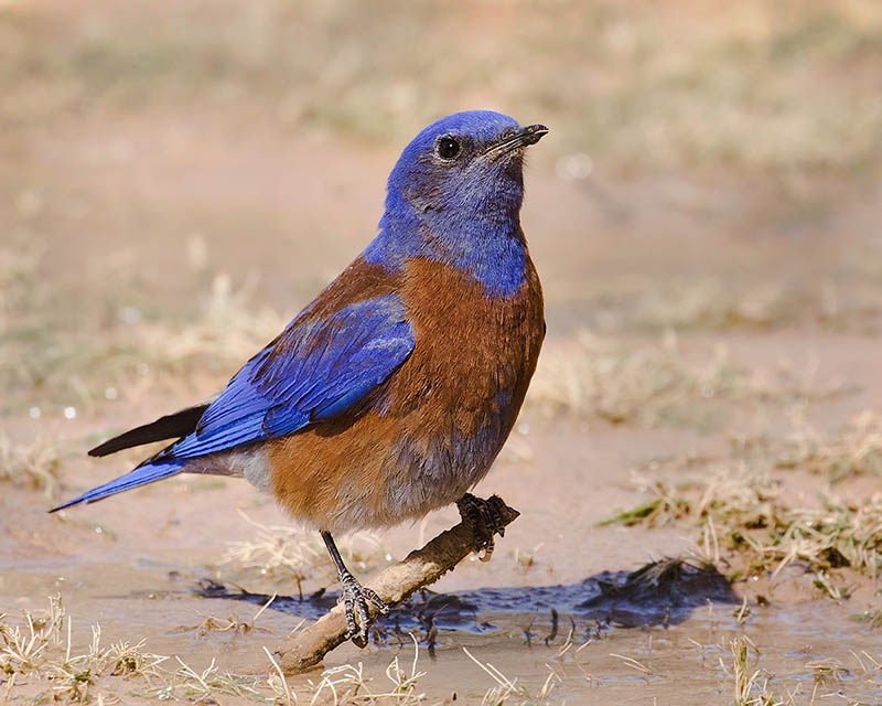 Western Bluebird