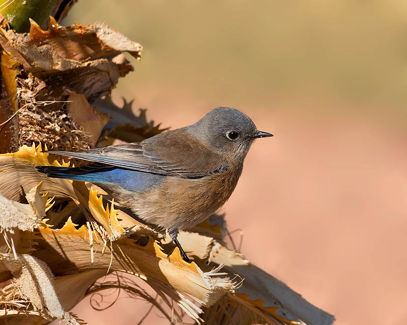 Western Bluebird