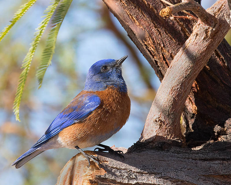 Western Bluebird