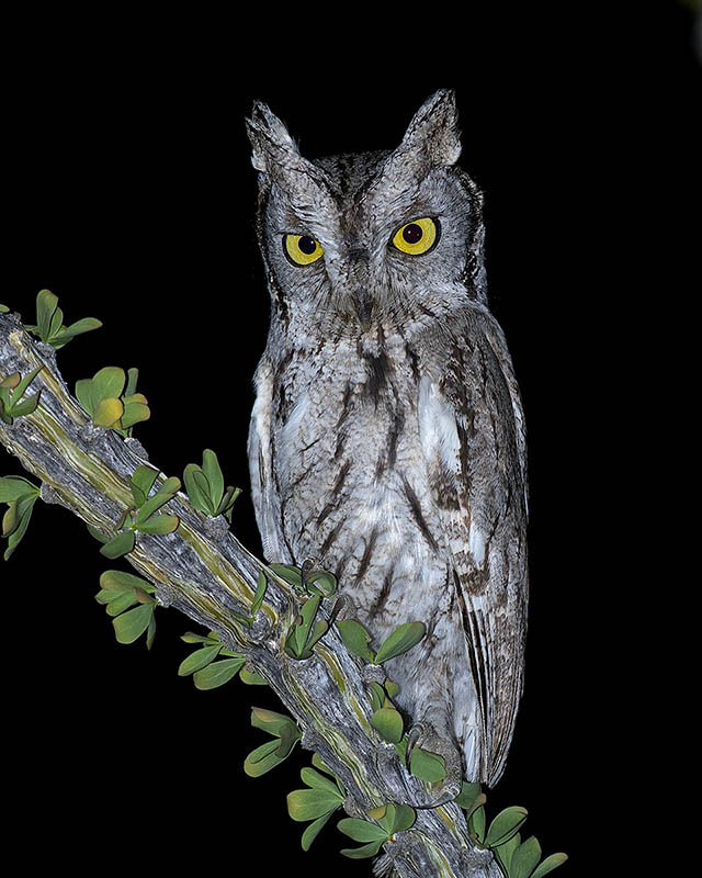 Western Screech-Owl