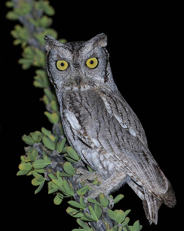 Western Screech-Owl