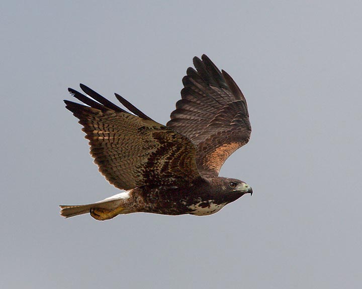 white-tailed hawk