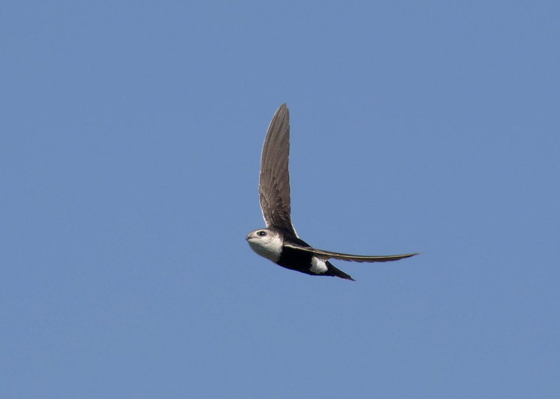 White-throated Swift