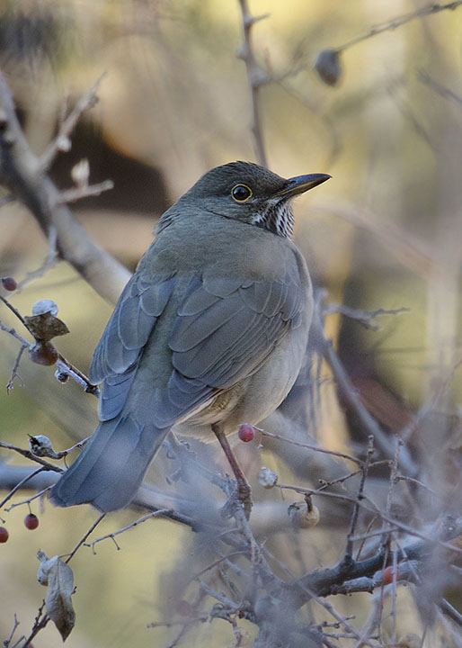 White-throated Thrush