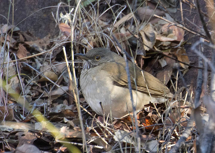 White-throated Thrush