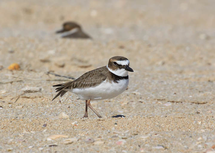 Wilson's Plover