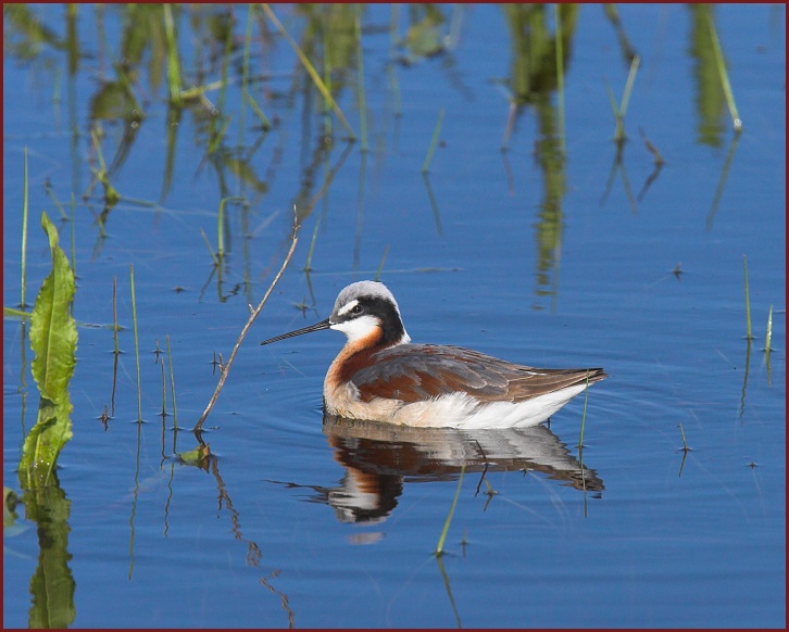 Wilson's Phalarope