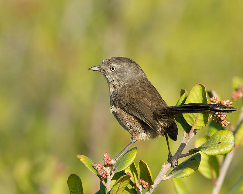 Wrentit