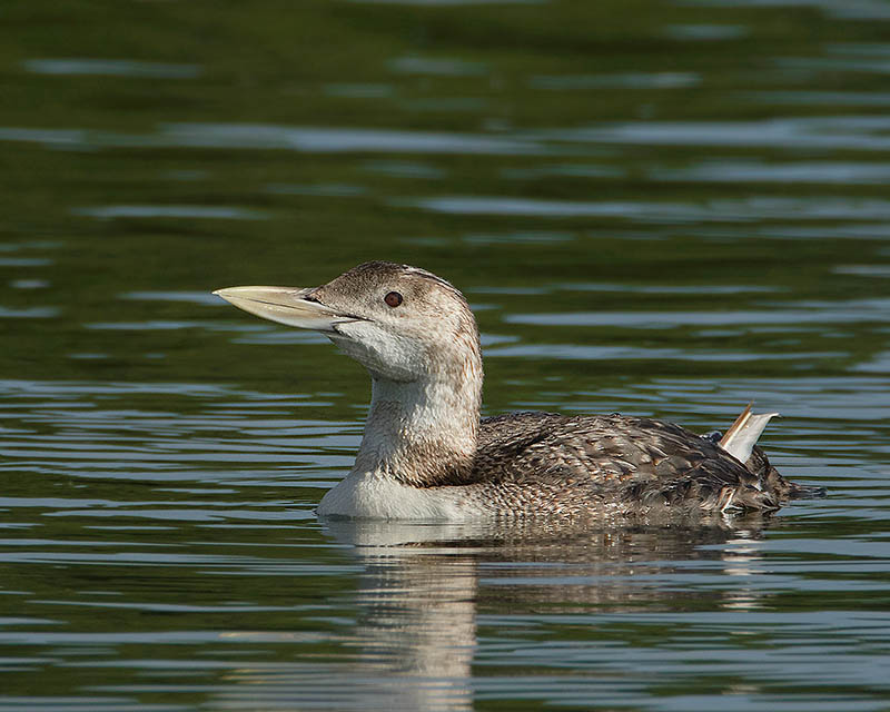 Yellow-billed Loon