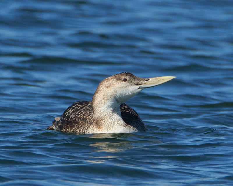 Yellow-billed Loon