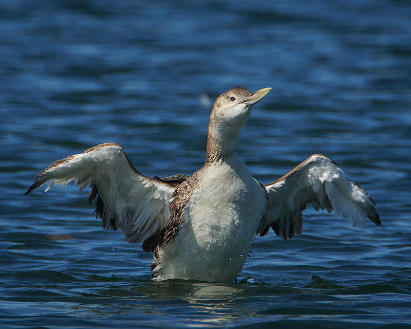 Yellow-billed Loon