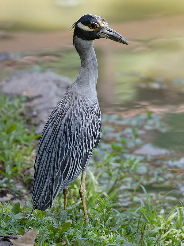 Yellow-crowned Night-Heron