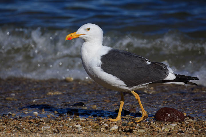 Yellow-Footed Gull