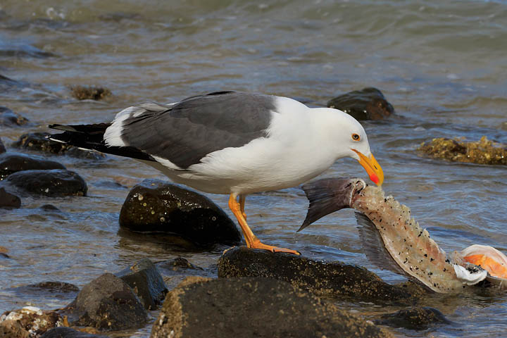 Yellow-Footed Gull