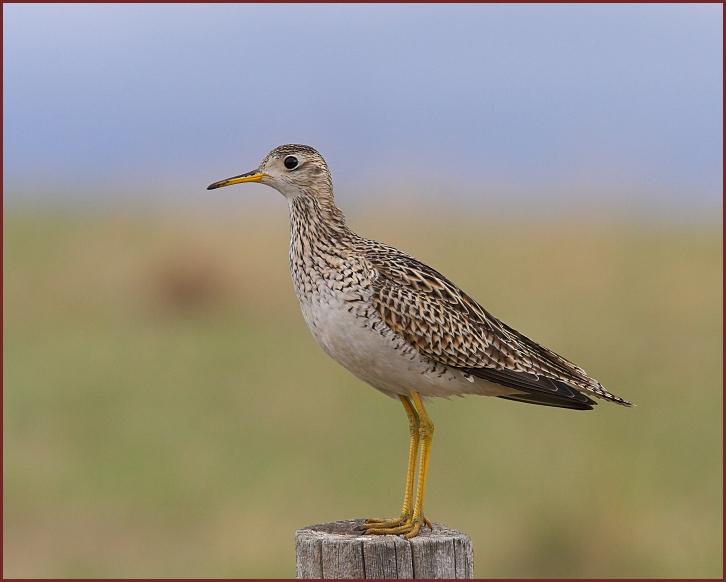 upland sandpiper