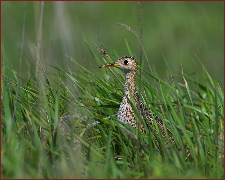 upland sandpiper