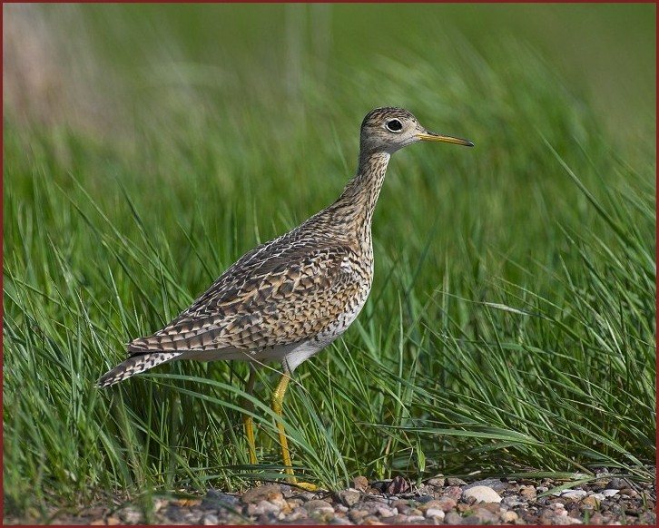 upland sandpiper